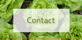 Contact Icon - Organic Food